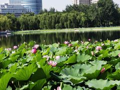 -莲花池公园