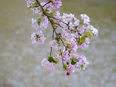 -海棠花溪(元大都城垣遗址公园)