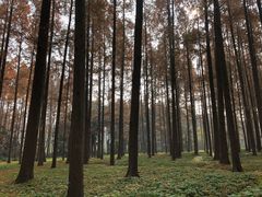 -东平国家森林公园