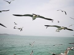 -海驴岛(荣成市)