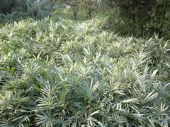 -紫竹院公园冰场