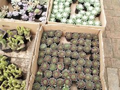 -三圣花乡旅游区