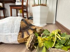 -中环花鸟鱼虫市场