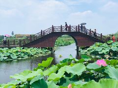 -荷塘月色湿地公园·向阳花洲