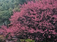 -中国茶叶博物馆(双峰馆区)
