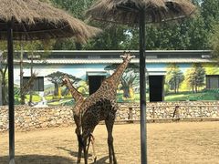 -北京野生动物园