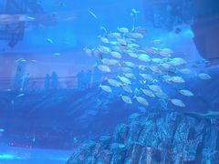-迪拜水族馆及水下动物园