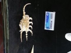 -贝壳梦幻世界