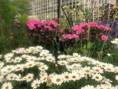 -深圳国际园林花卉博览园