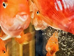 -原鄉本味 楚菜 丹江口鱼(北苑店)