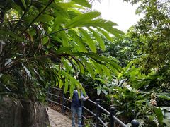 -银湖山郊野公园-相思林