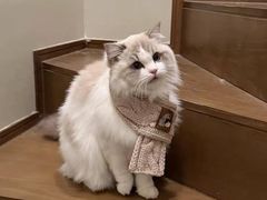 -猫十亿·布偶金渐层·曼基康矮脚猫舍(青年路店)