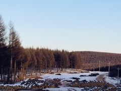 -乌兰布统景区-白桦林