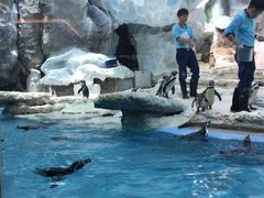 景观位-帝企鹅自助餐厅•儿童岛•真企鹅(长隆企鹅酒店)