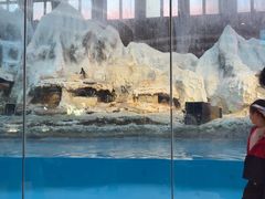 -帝企鹅自助餐厅•儿童岛•真企鹅(长隆企鹅酒店)