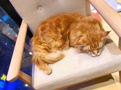 -藏猫猫咖啡主题馆(中央大道店)