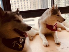 -Husky Go! 哈士奇体验馆·宠物咖啡厅狗咖