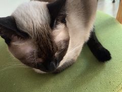 -猫咪咖啡·猫咖(万达广场店)