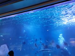 -石家庄海洋公园