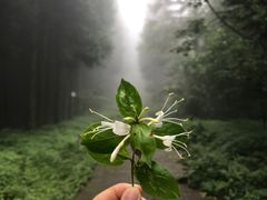-武陵山森林公园