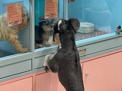 -FAELING PETS美天灵宠物(合生汇店)