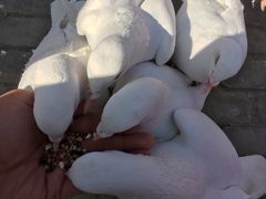 -茯茶镇