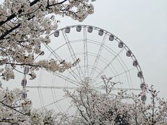 -顾村公园
