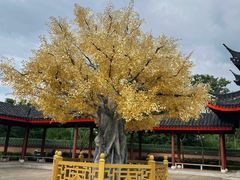 -广东圆玄道观