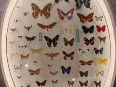 -美国自然历史博物馆