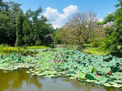 -中国科学院西双版纳热带植物园