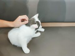 -喵园·猫主题咖啡厅·撸猫·猫咖(国贸店)