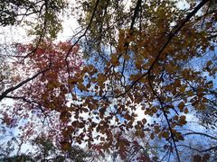 -叠溪松坪沟景区