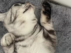 -猫大福·Fortune Cat猫舍(百子湾店)