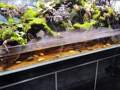 -大自然花鸟鱼虫市场