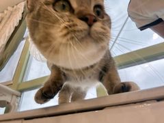 -共舞时光猫咖·狗咖(新街口店)
