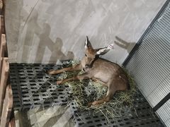 -浣熊柯尔鸭土拨鼠·电玩咖