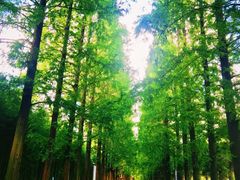 -黄海国家森林公园