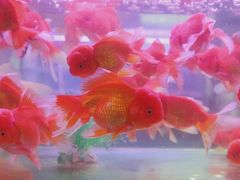 -苏州艺都古玩花鸟市场