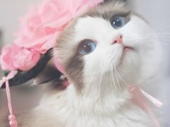 -喵的天空名猫咖啡馆·撸猫·猫舍·用品