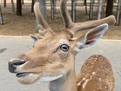 -秦皇岛野生动物园