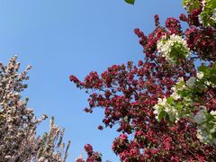 -海棠花溪(元大都城垣遗址公园)