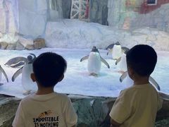 -芜湖新华联大白鲸海洋公园