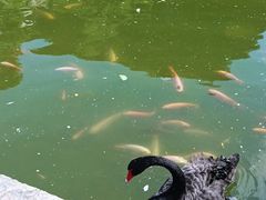 -南宁荔园维景国际酒店·荔园中餐厅
