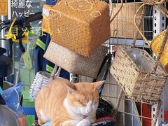 -溪岸路花鸟市场