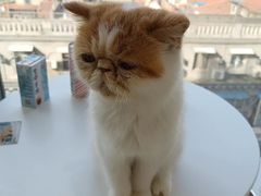 -怪兽屋·羊驼·猫咖·狗咖(俊华广场店)