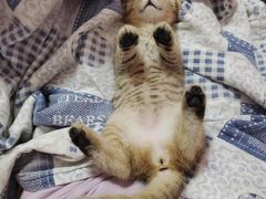 -攀枝花·任德琼·盐边羊肉米线