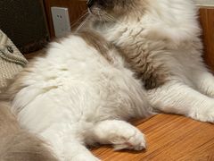 -有猫主题·治愈系猫咖(曾厝垵店)