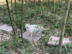 -苏州太湖西山岛开心农场
