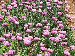 -大塘金香草谷