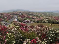 -贵州百里杜鹃风景名胜区